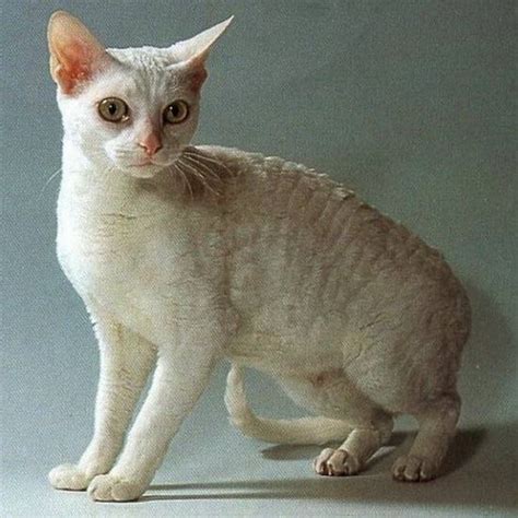 10 Rarest Cat Breeds Still Alive In The World Today
