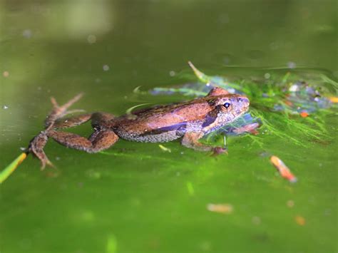 Common Froglet Marysville Marysvilles Common Froglet By Flickr