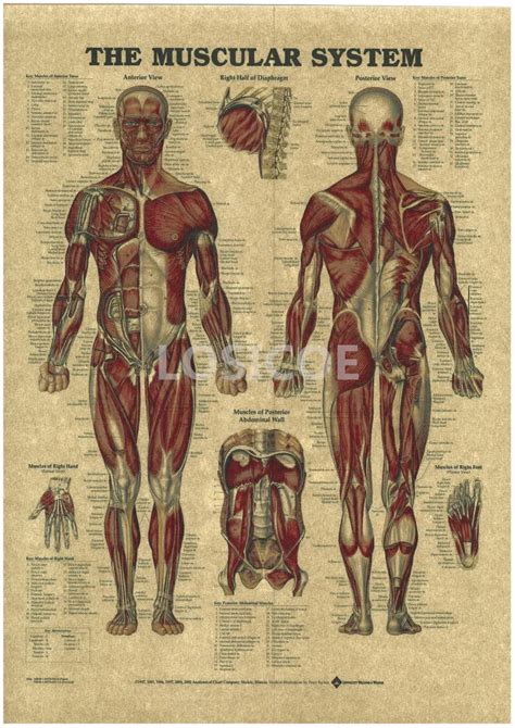 Anatomical Chart Human Body Anatomy Medical Wall Art Vrogue Co
