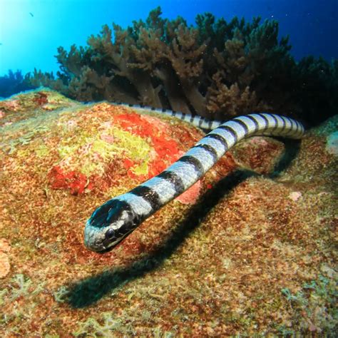 Faint Banded Sea Snake Information Petrapedia