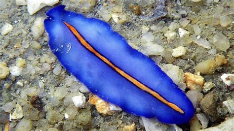 Platyhelminthes Phylum Flatworm Kingdom Animalia Undersea World