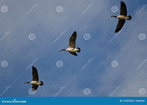Three Canada Geese Flying In A Blue Sky Stock Photo Image Of North