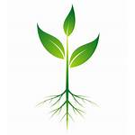 Roots Plant Growing Vector Flower Transparent Root