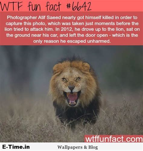 10 Fun Facts About Lions Disa