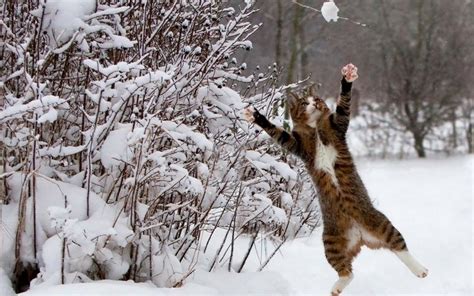 Free Download Winter Snow Cats Animals Funny 1280x800 Wallpaper