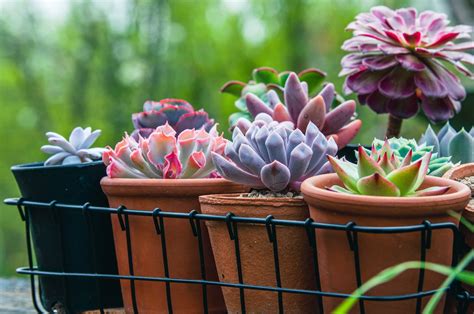 How To Grow And Care For Echeverias Uk