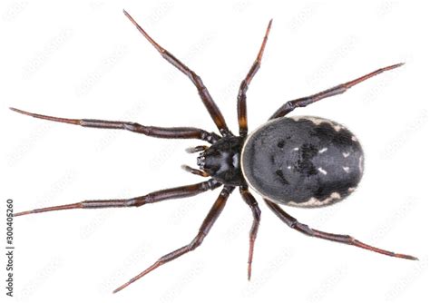 Steatoda Albomaculata Spiders Is A Species Of Cobweb Spider In The
