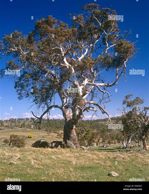 Gum Tree Hi Res Stock Photography And Images Alamy