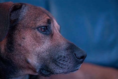 Fotos Gratis Perrito Animal Perfil Mascota Retrato Azul De