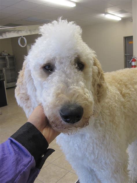 Everyone has a very distinct style and like different looks. Standard Poodle Teddy Bear Cut * Want additional info on ...