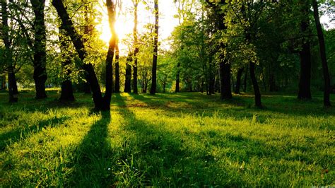 1140415 Sunlight Trees Landscape Forest Nature Grass Green