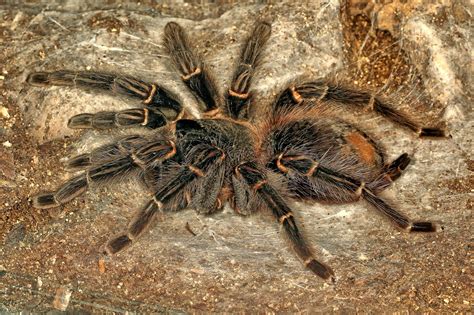 This Is Largest Tarantula In The World And Its Surprisingly Gentle