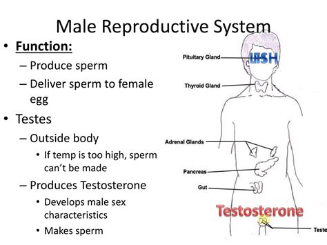 Male Reproductive System Ppt