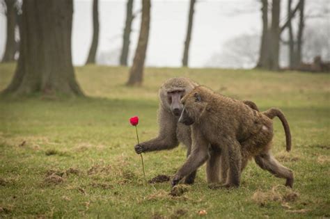 Want To Live Longer If Youre A Baboon Get A Boyfriend