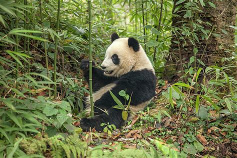 China Chengdu Panda Base Photograph By Jaynes Gallery Pixels