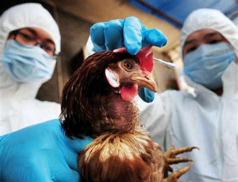 A wide variety of china bird flu options are available to you, such as suspension. China bird flu may be two mutations from a pandemic | New ...