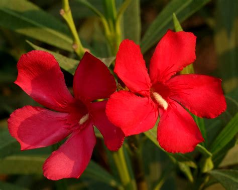 Kaner Nerium Oleander Red Single Plant Plantslive Buy Plants