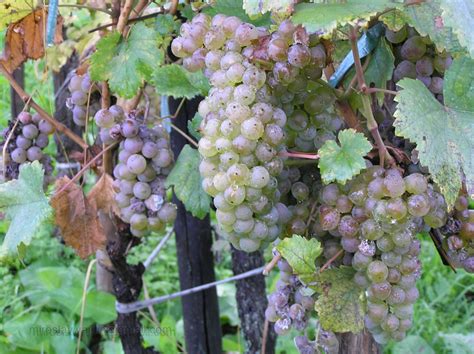 Grapes Grapes Miroslav Vajdic Flickr