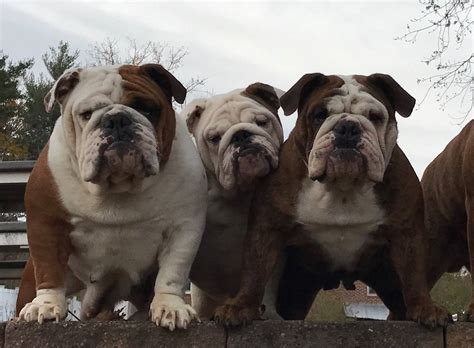Secret Bulldogs