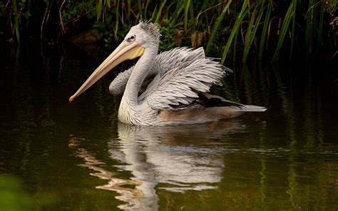 Whats On This October Half Term At Birdland Park And Gardens Birdland