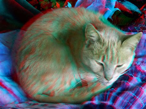 Animals In Anaglyph 3d Cat Red Blue Glasses To View Flickr
