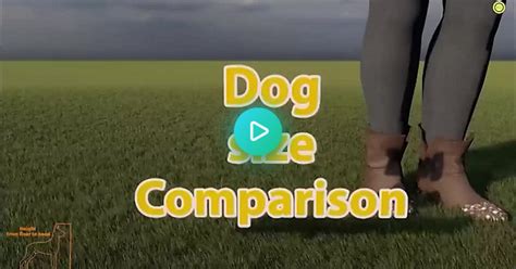 Dog Size Comparison  On Imgur