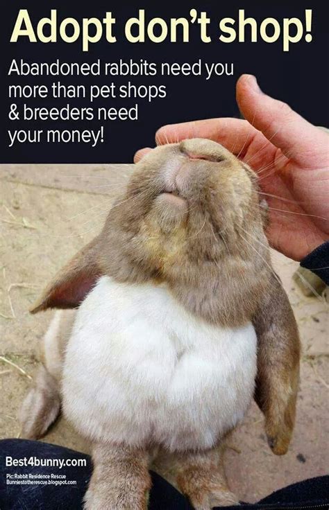 Buying A Bunny Adopt Adopt Adopt And Never Shop Bunny Cute Animals