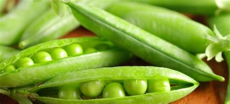 7 Tips For Growing Peas Indoors