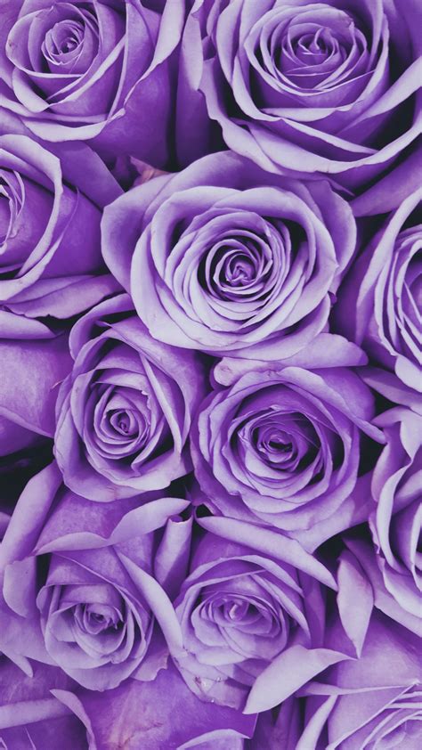 Aesthetic Purple Rose Wallpapers Top Free Aesthetic Purple Rose