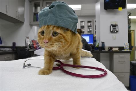 The Cat Doctor Houston Cat Meme Stock Pictures And Photos