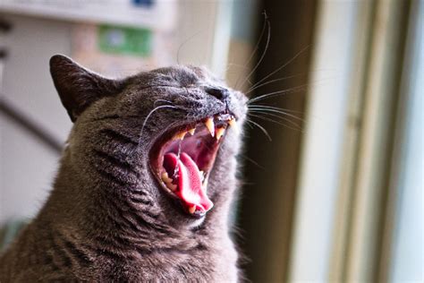 Human teeth and cat teeth have some similarities. How Many Teeth Do Cats Have? 10 Facts on the Number of ...