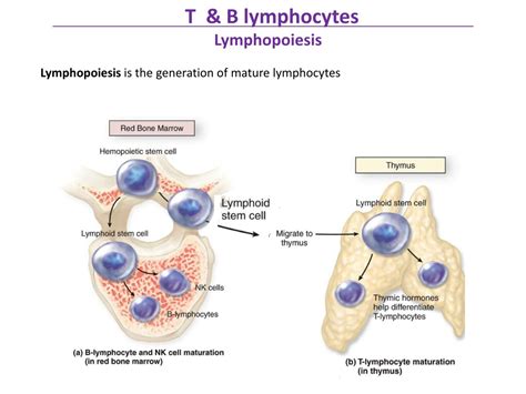 Ppt Immunology Pharmacy Students Lymphopoiesis T And B Cells