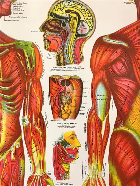 Vintage Anatomical Pull Down Chart Muscular System Gh Michel Chart