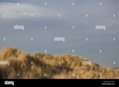 Sand Dunes Covered With Grass West Sands Beach St Andrews Fife