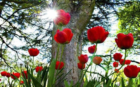 Beautiful Picture Desktop Background Widescreen Red Tulip