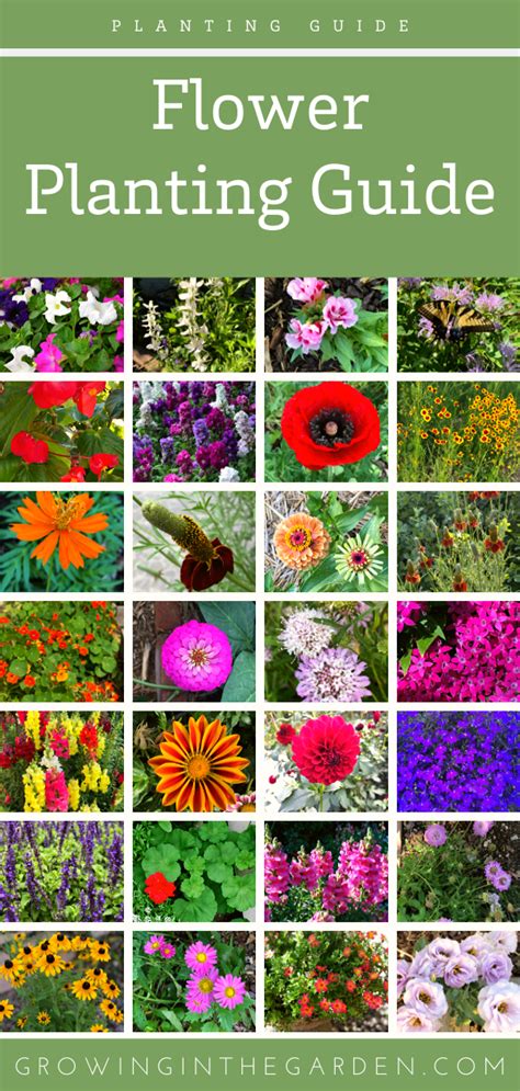Perennial Flowering Plants List Thuem Garden Plant