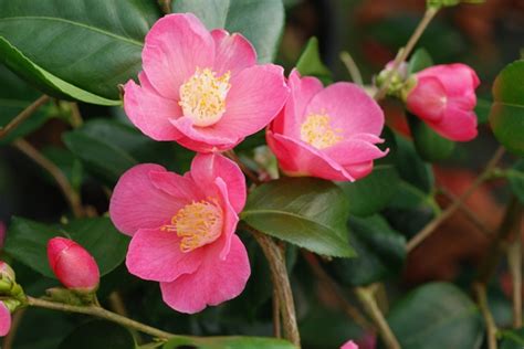 camellia x ‘koto no kaori kiefer nursery trees shrubs perennials