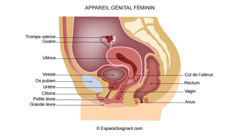 Anatomie de l appareil reproducteur féminin Secteur de soins infirmiers