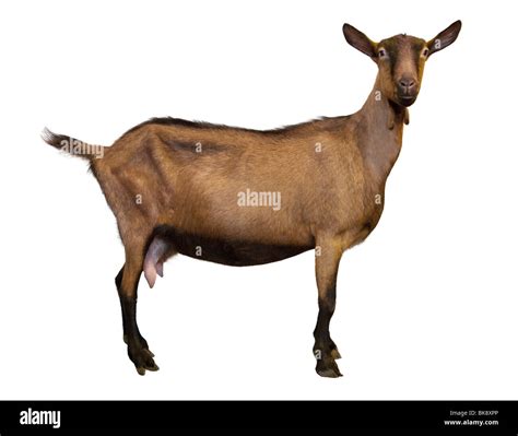 White Female Goat Cut Out Stock Images And Pictures Alamy