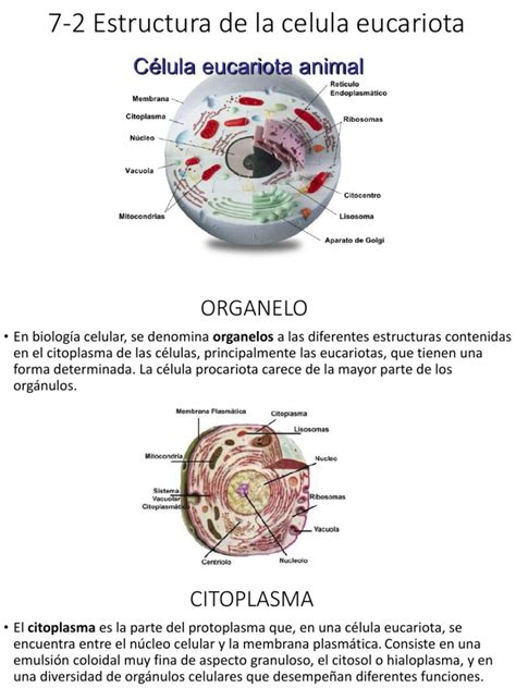7 2 Estructura De La Celula Eucariota Pdf Citoplasma Biología