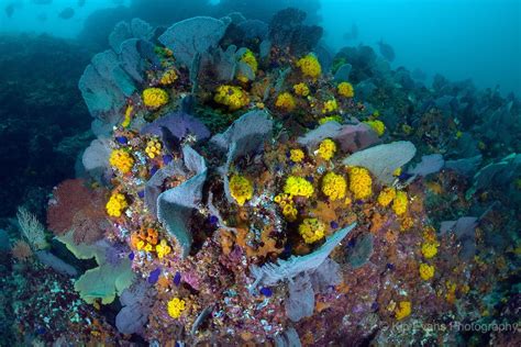 Reef Off The Coast Of Coiba Panama Nature Coiba Travel
