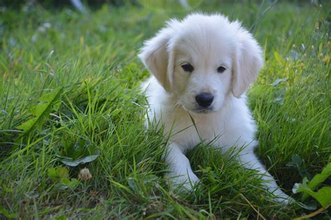 What makes them different from the. Golden Retriever Female White Free Stock Photo - Public ...