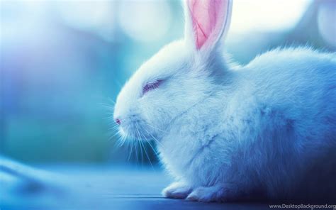 Cute Bunny Rabbits Wallpapers Top Free Cute Bunny Rabbits Backgrounds