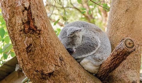 Koala Australian Threatened Animals Nsw National Parks