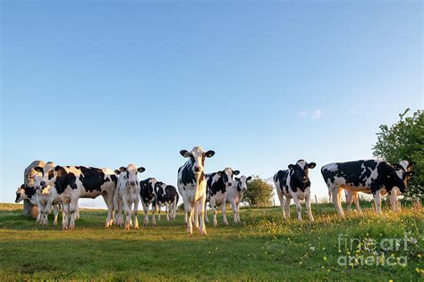 Holstein Friesians Photograph By Tim Gainey Fine Art America