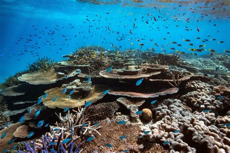 Top 5 Things To Do On The Great Barrier Reef Orpheus