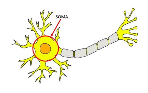 Neuron Diagram Neuron Project