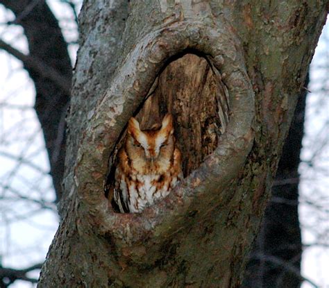 The screech owl is a very small species with a size of no more than 10 inches in height. Eastern Screech Owl Facts, Habitat, Diet, Life Cycle, Baby ...