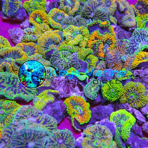 Coral For Sale Florida Keys Marine Life Direct