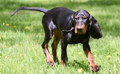 What Breeds Make The Best Hunting Dogs Our Top 10 Picks Hunting